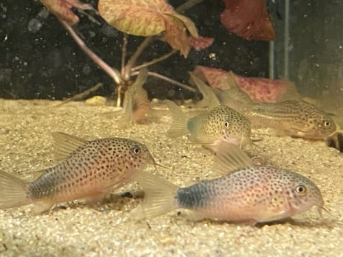 Hoplisoma (corydoras) Simile