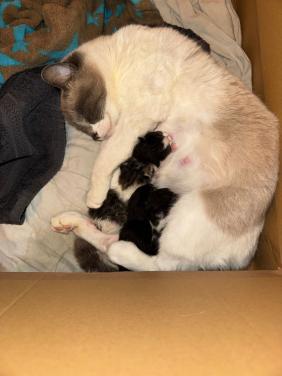 Prachtige kittens 😻😻