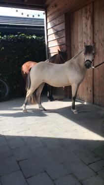 Geweldig leuke valk miniatuurpaard 2,5 jarige merrie +-105 cm