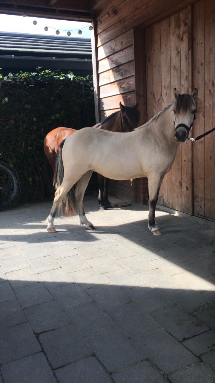 Geweldig leuke valk miniatuurpaard 2,5 jarige merrie +-105 cm