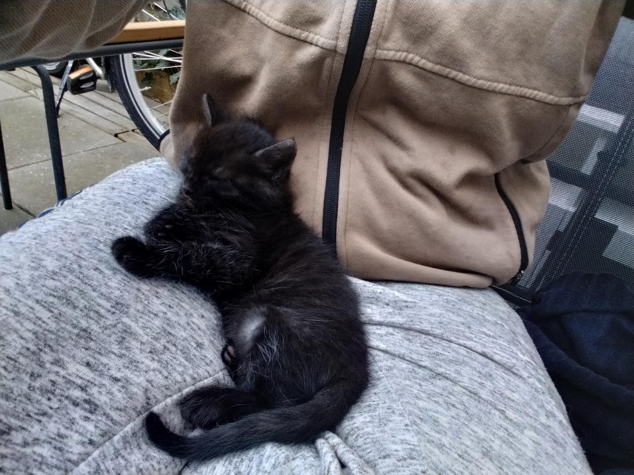 Kitten - mannetje