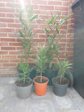 Oleanders