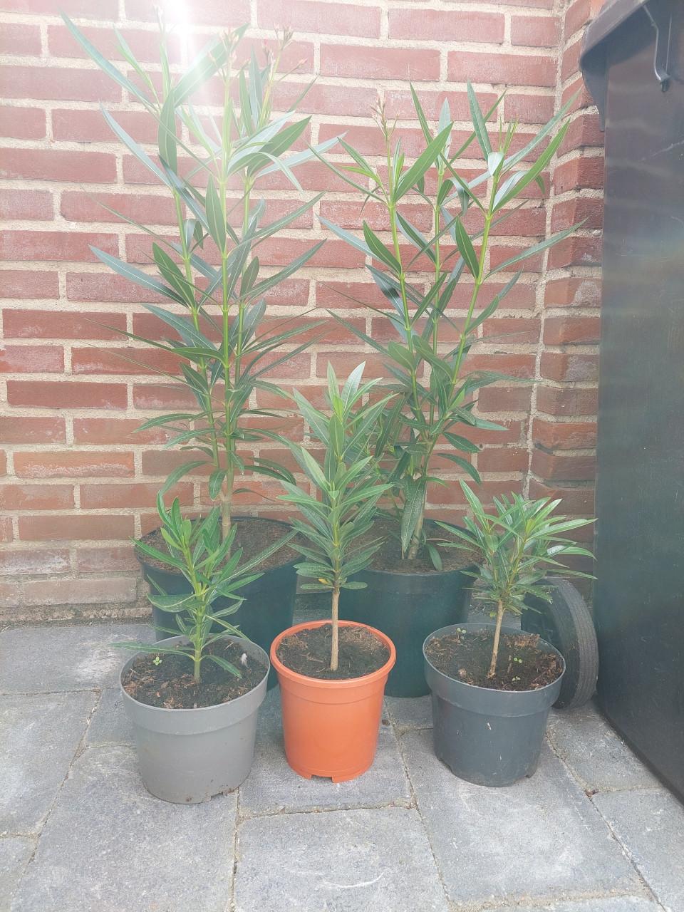 Oleanders