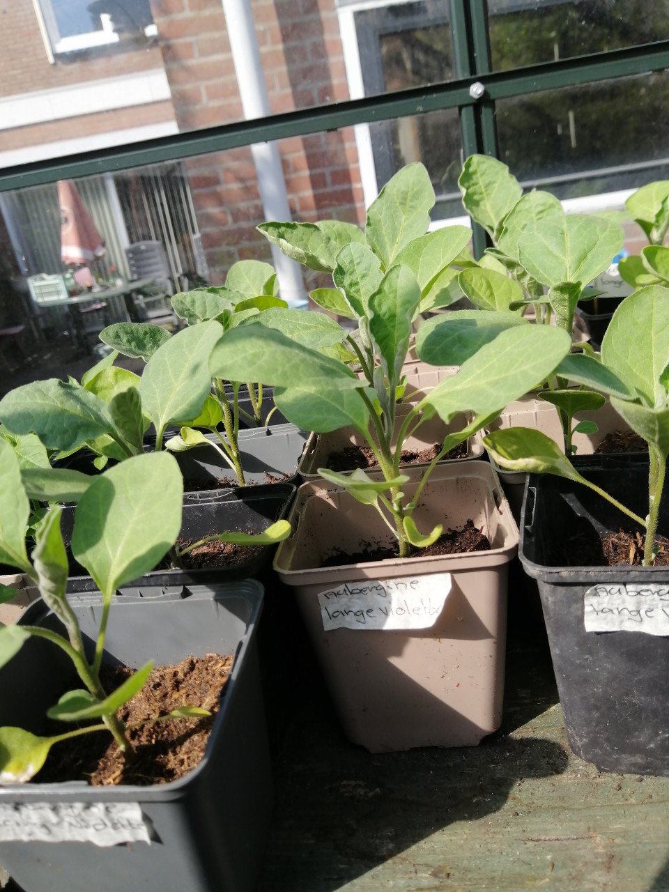 Moestuin plantjes