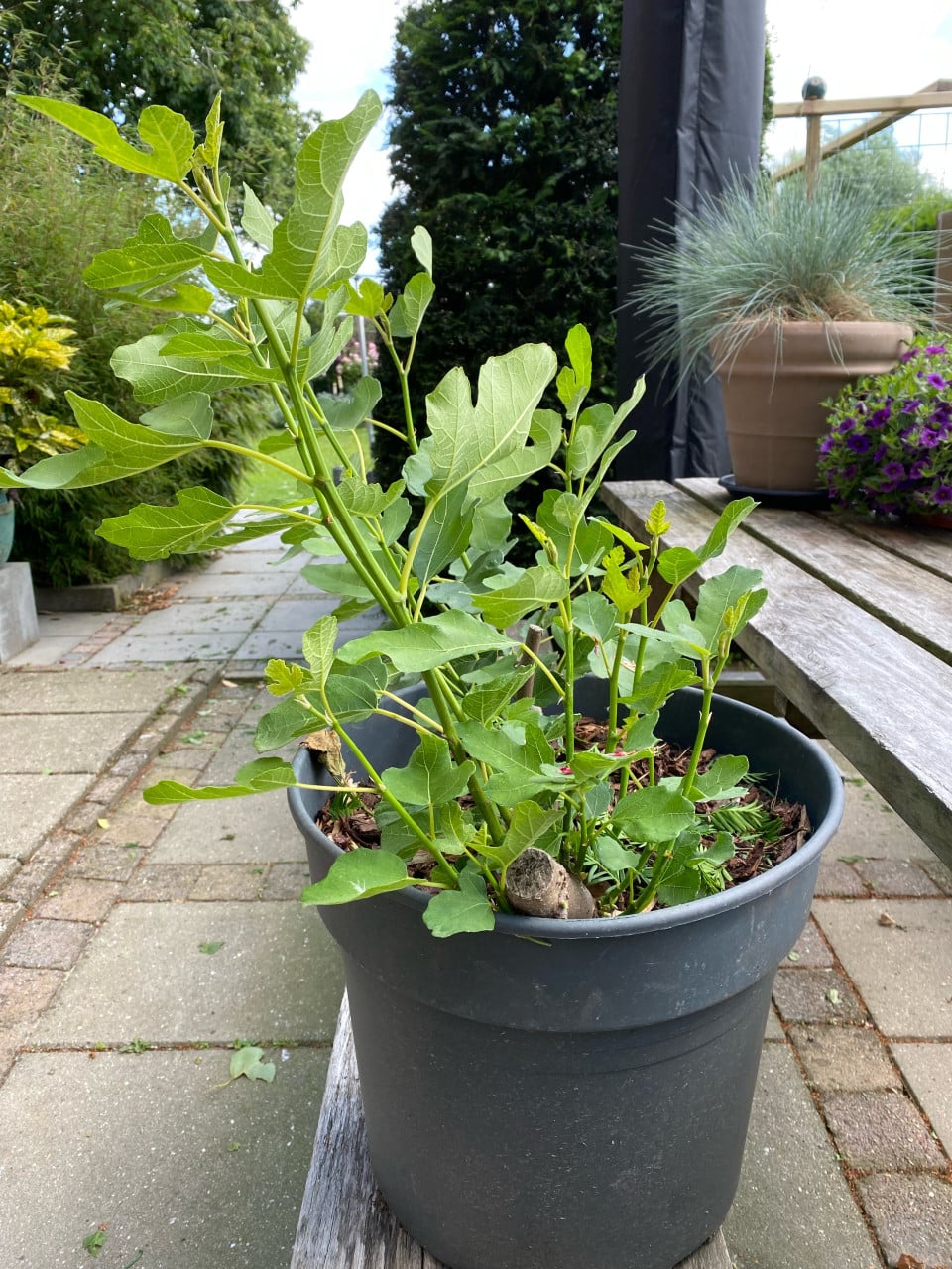 Vijgenboom