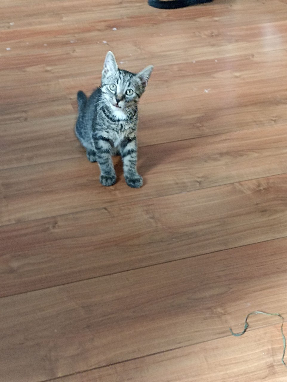Kittens