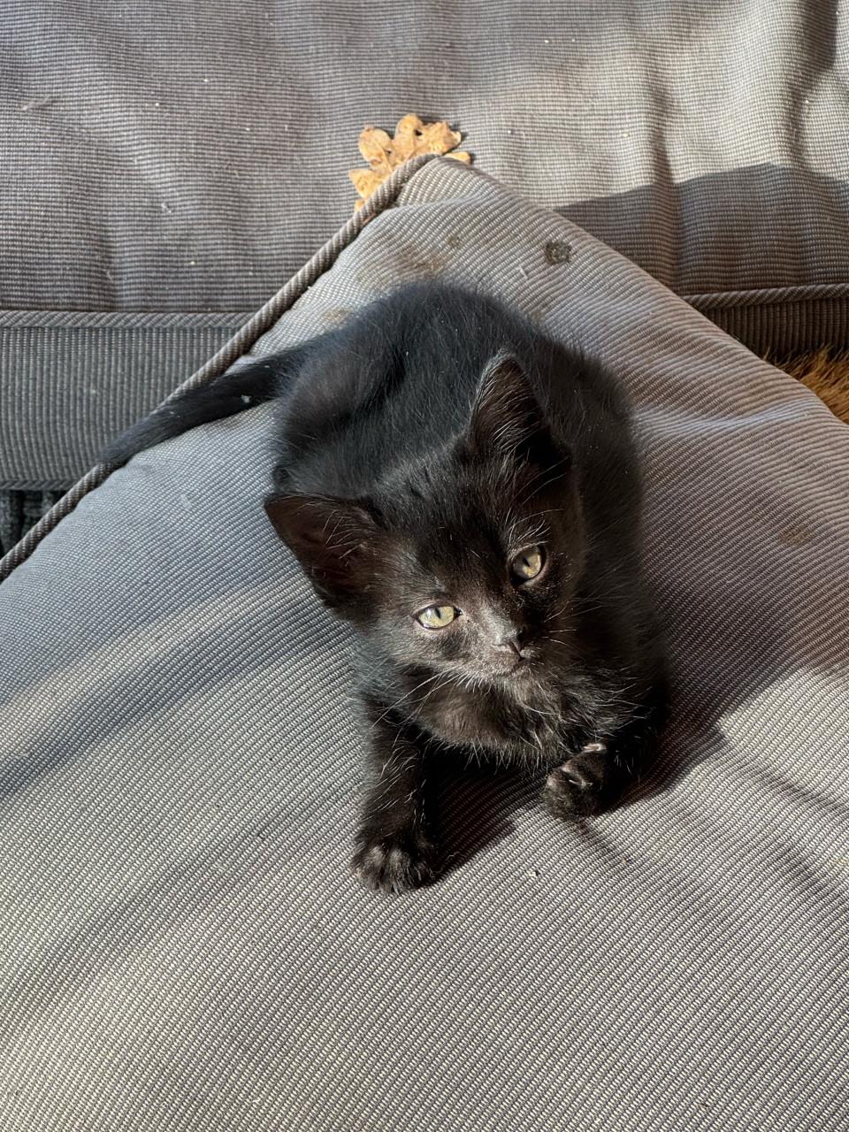 2 sociale kittens