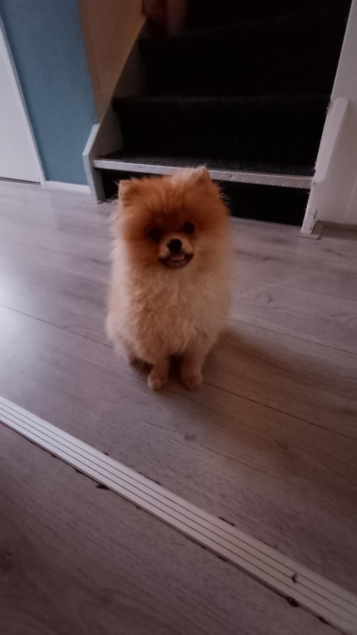 Pomeriaan pup