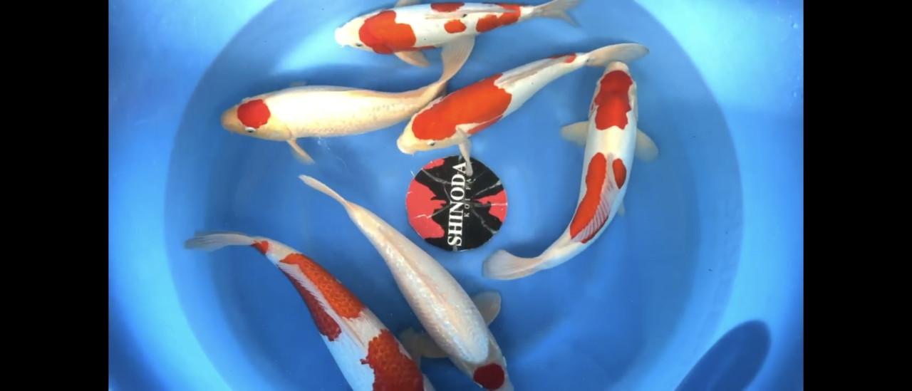 Shinoda nisai batch