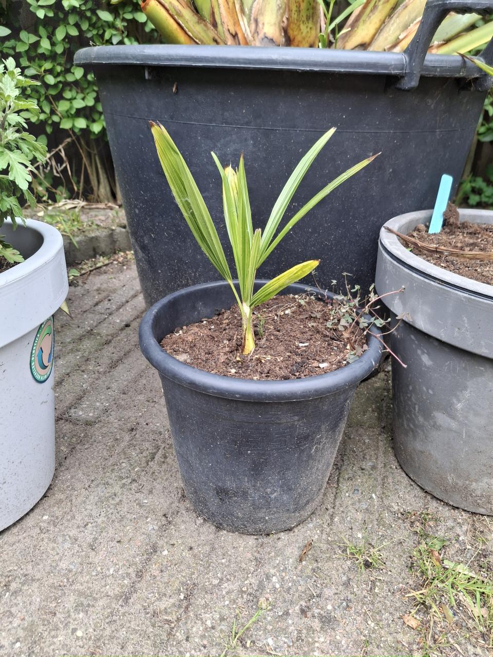 Palmboom