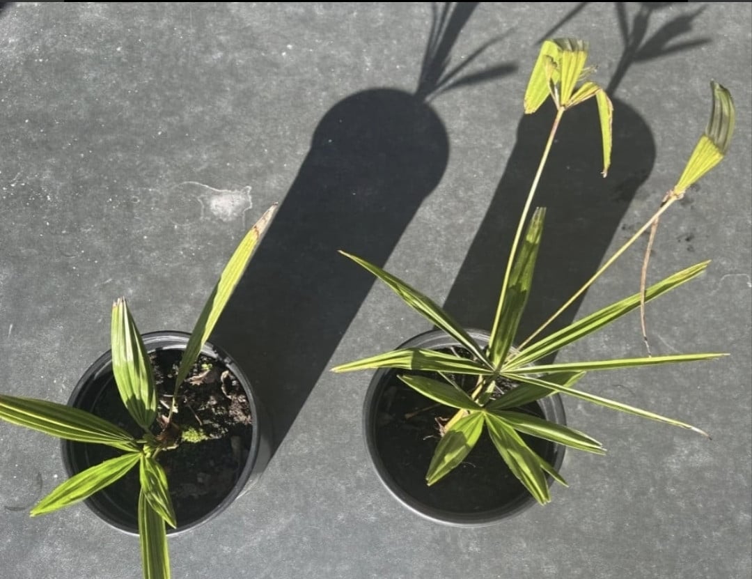 Origineel kadootje | palmboompjes 10euro per stuk.
