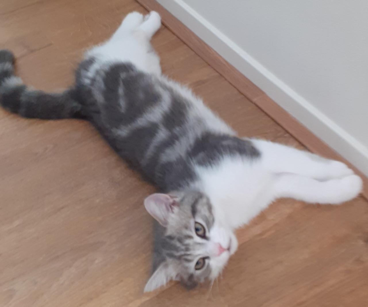 Brits korthaar kater