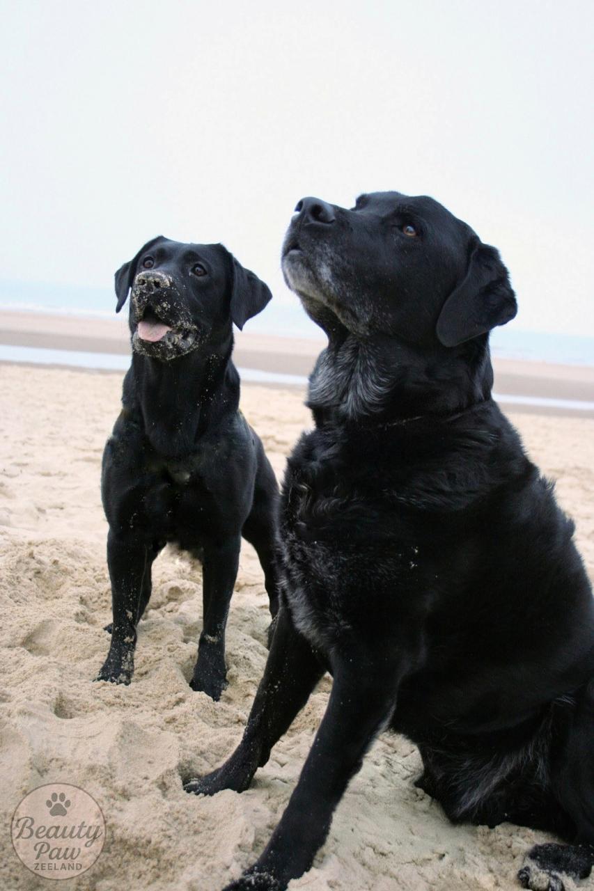 (Gratis) fotoshoot van uw hond