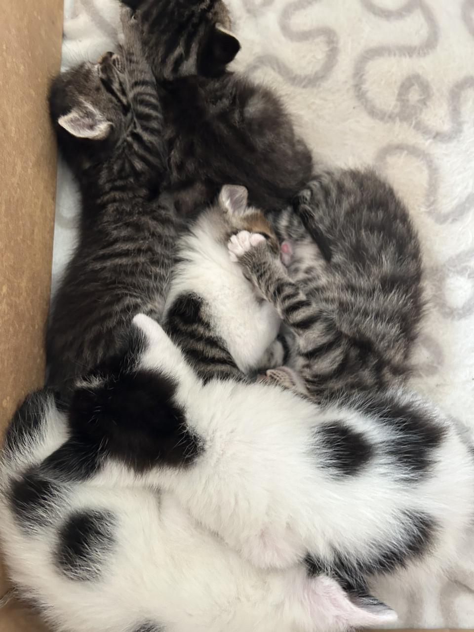 Mooie kittens 🐈‍⬛ 🐾