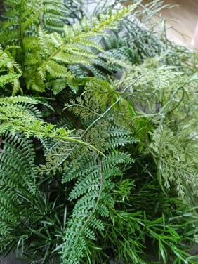 Kunst planten