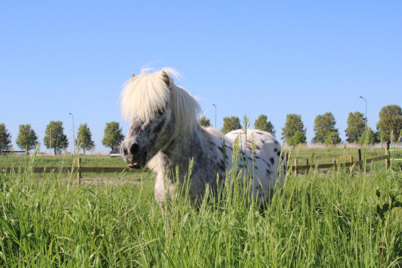 Prachtige appaloosa mini-paardjes