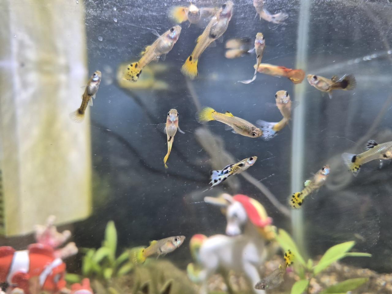 Aquarium met gupjes en toebehoren
