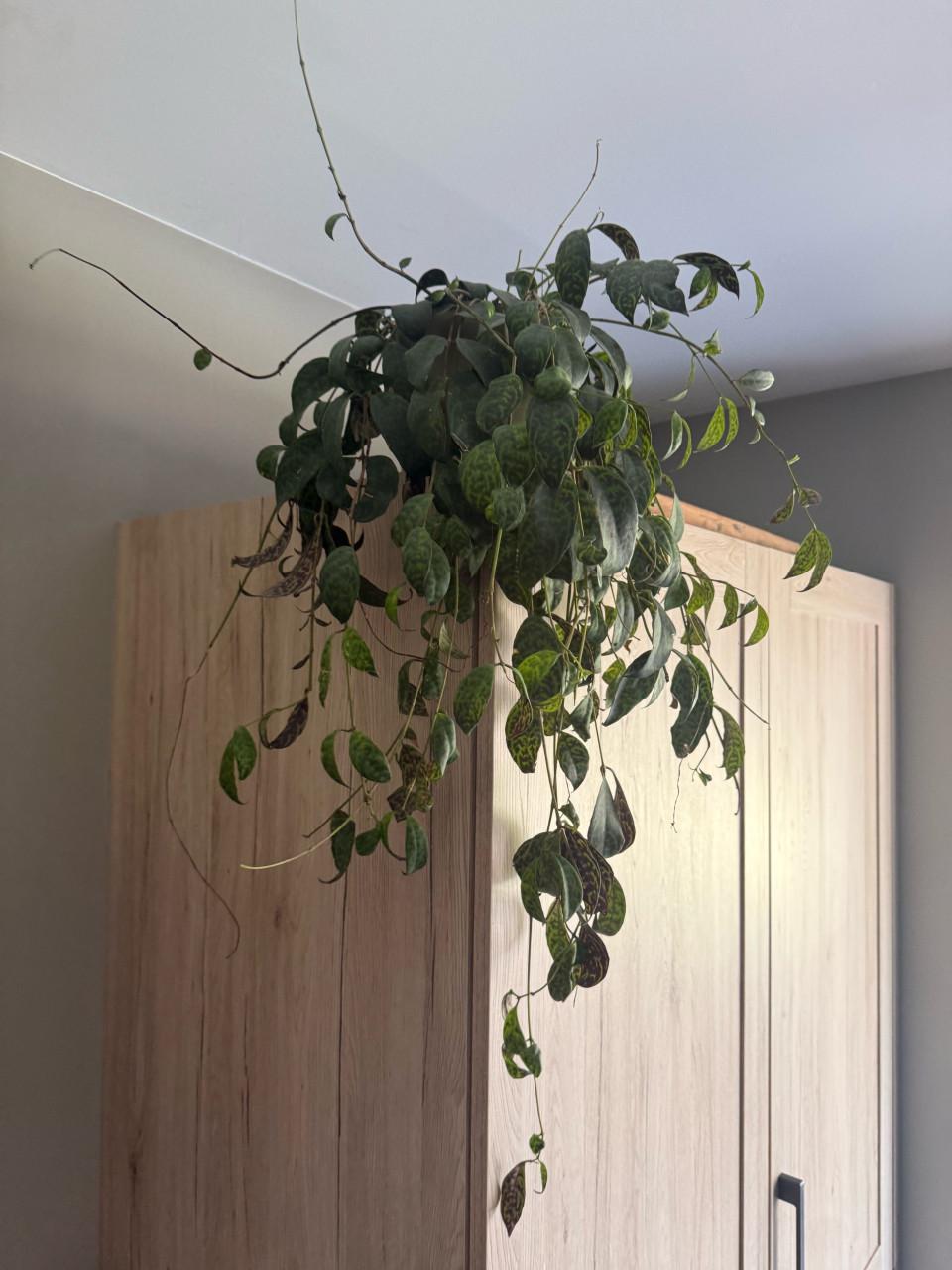 Kamerplant (lipstick plant ) nieuwprijs 17,50