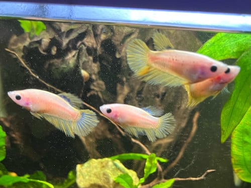 Betta vissen vrouw geel, blauw