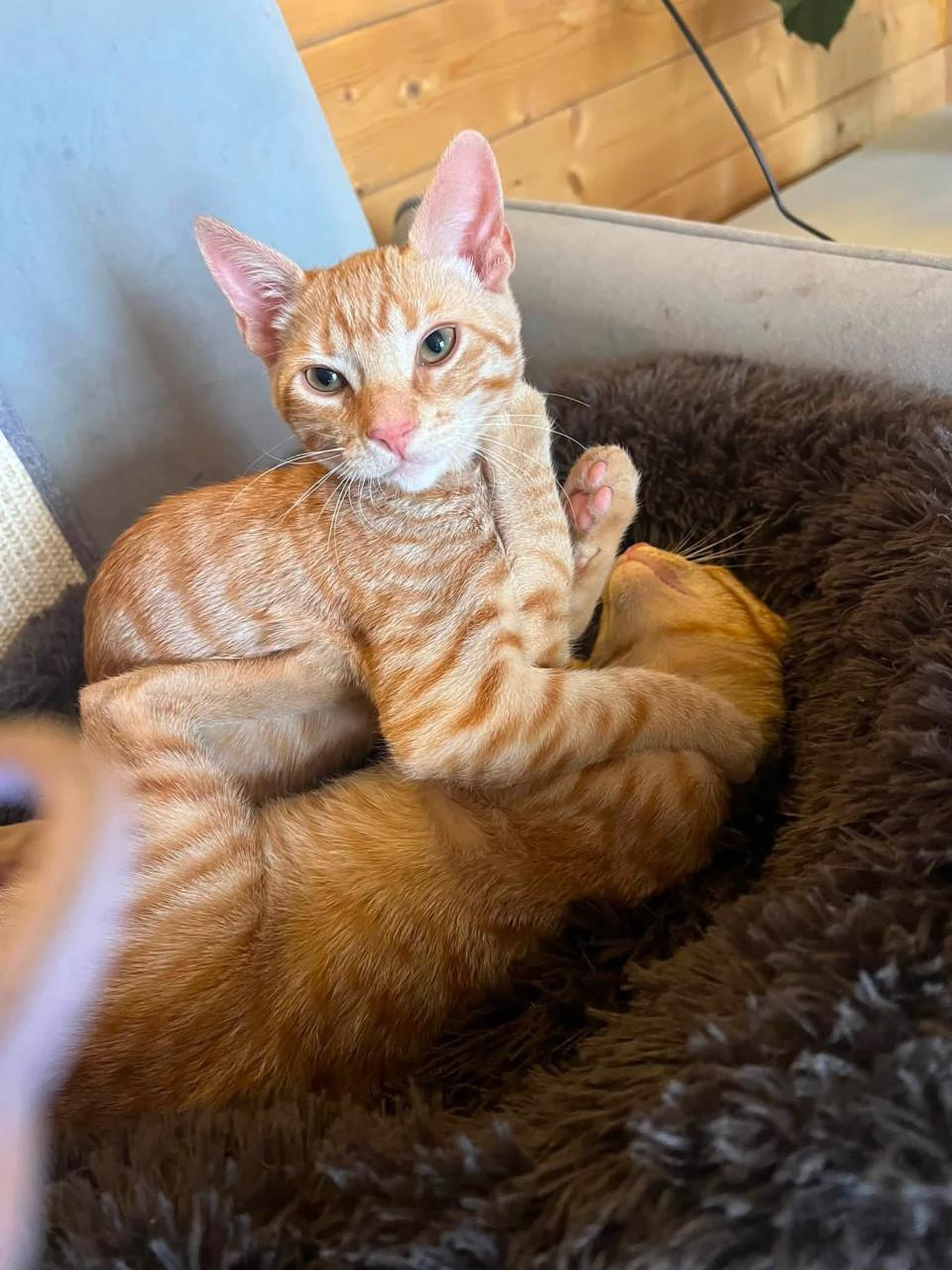 Deze lieve kittens zoeken een lief baasje!