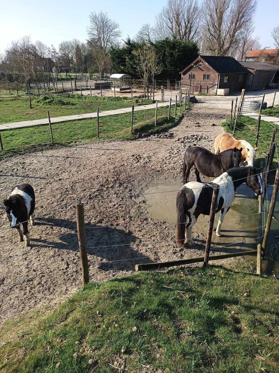 Mooi shetlander ruin