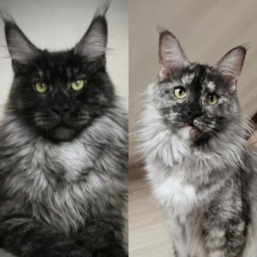 Gezocht maine coon kitten