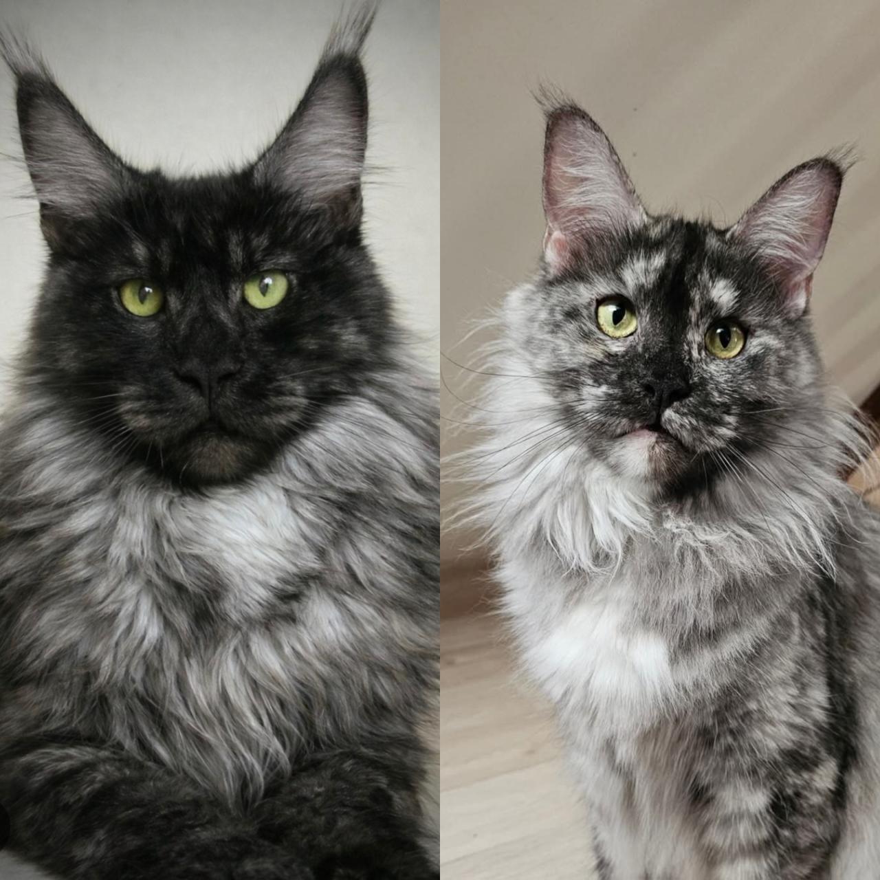 Gezocht maine coon kitten