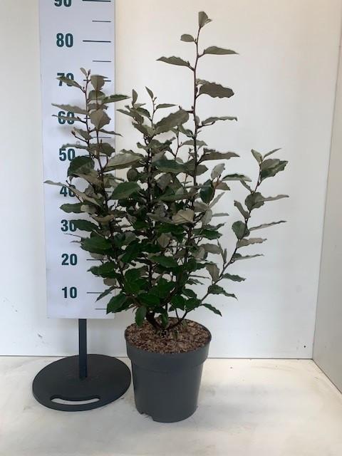 Olijfwilg compacta potgekweekte haagplanten 60-80 cm