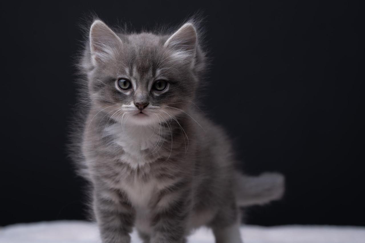 Lieve, mooie Ragdoll kittens
