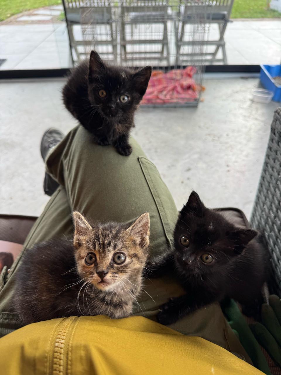 3 sociale kittens