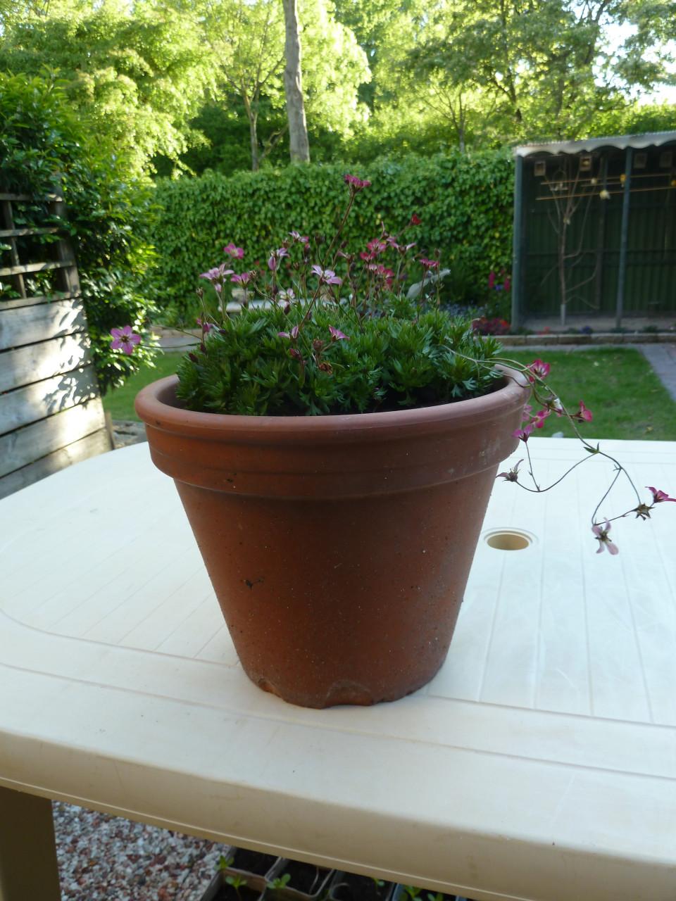 SAXIFRAGA