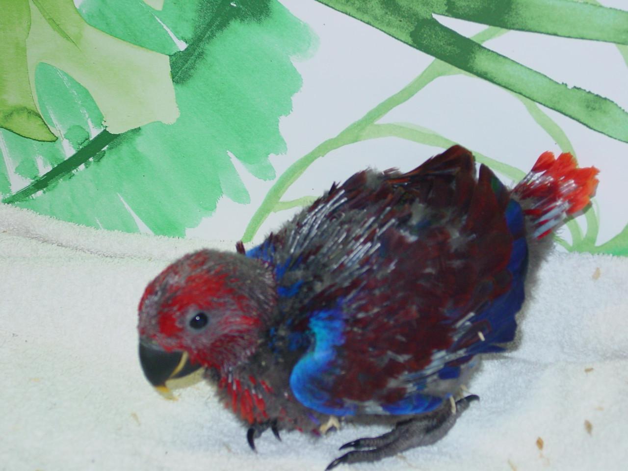 NG Edelpapegaaien eigen kweek en...........