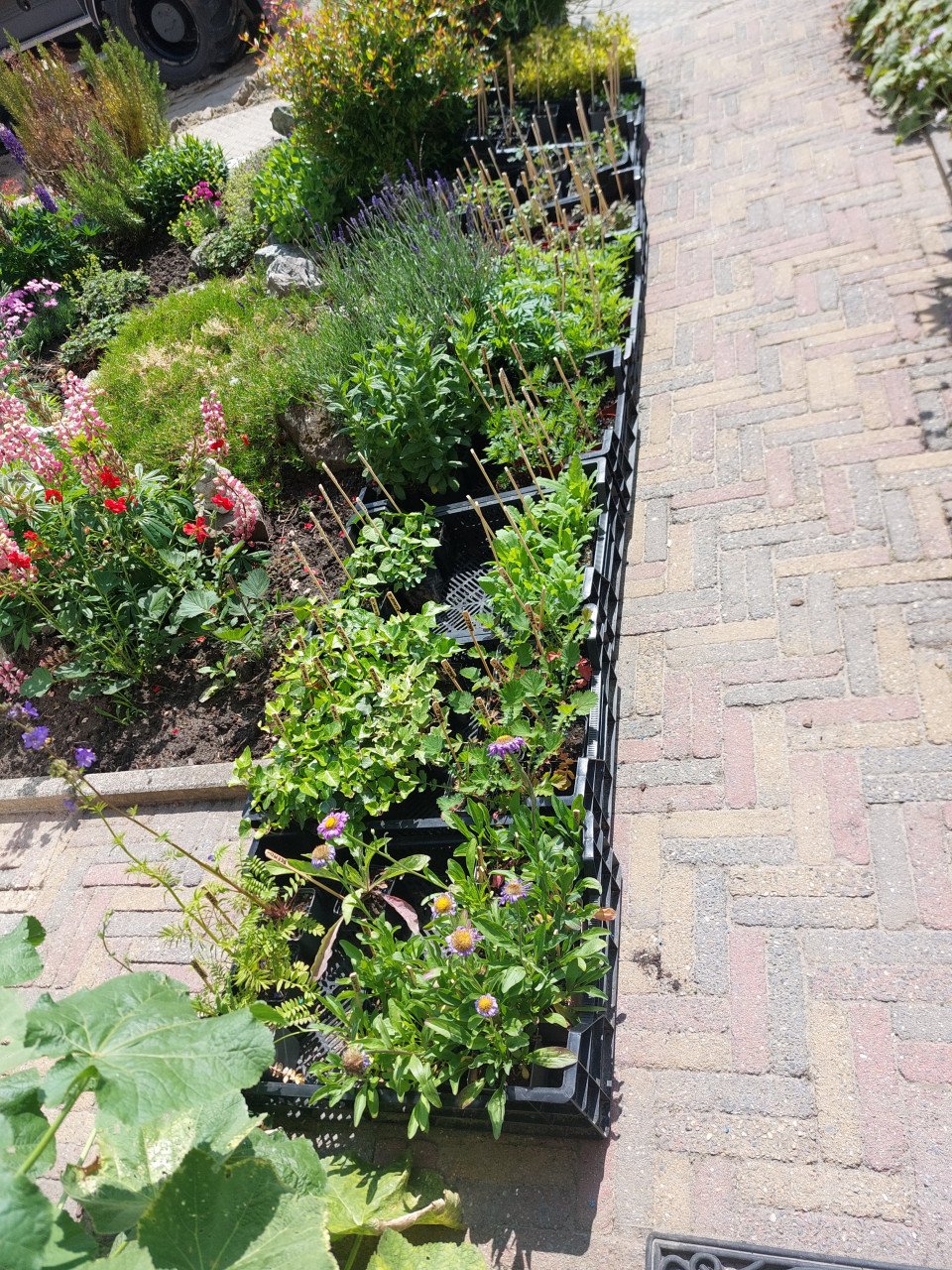 TOMATEN PLANTEN EN SIERTUIN PLANTEN BIJ DE VOORDEUR + bomen VEEL NIEUWE