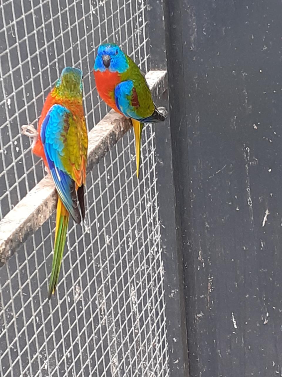 Turquoisineparkieten