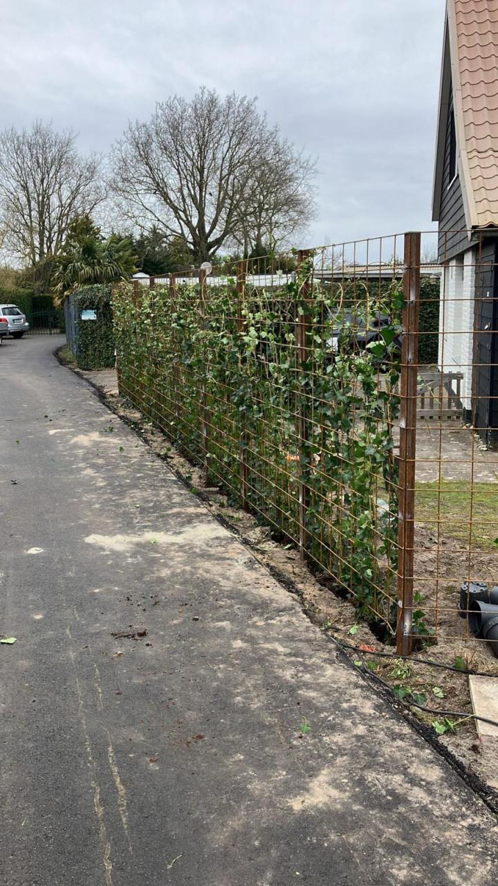 Topkwaliteit Hedera Hibernica (klimop) in diverse maten.