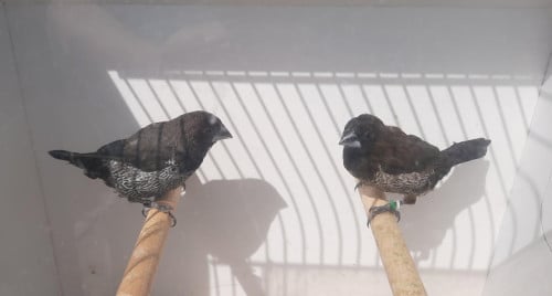 Japanse Meeuwtjes Zwartbruin