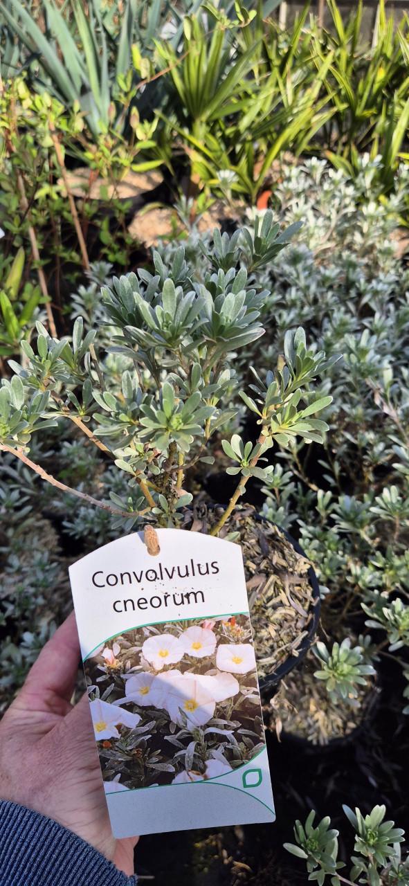 Convolvulus cneorum