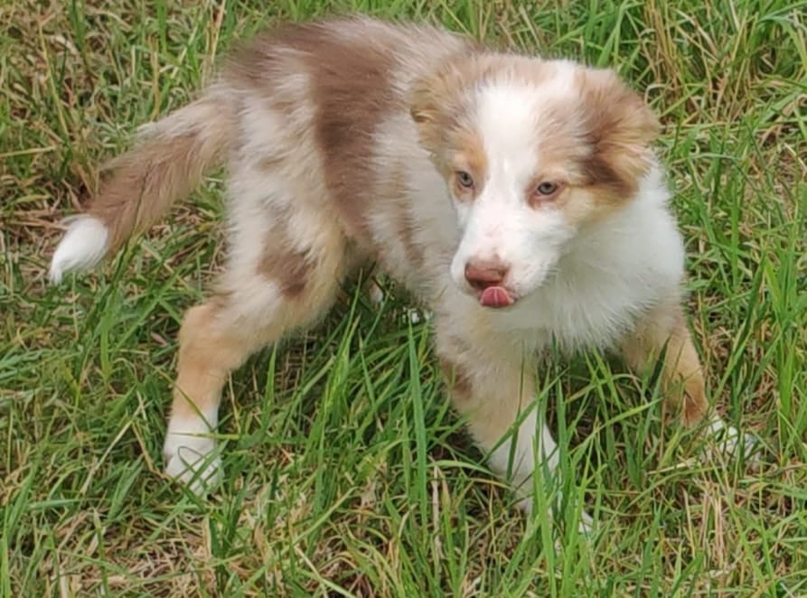 Border collie pups