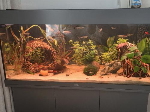 Zgan juwel 180 grijs met eheim pomp en chichiroslamp!