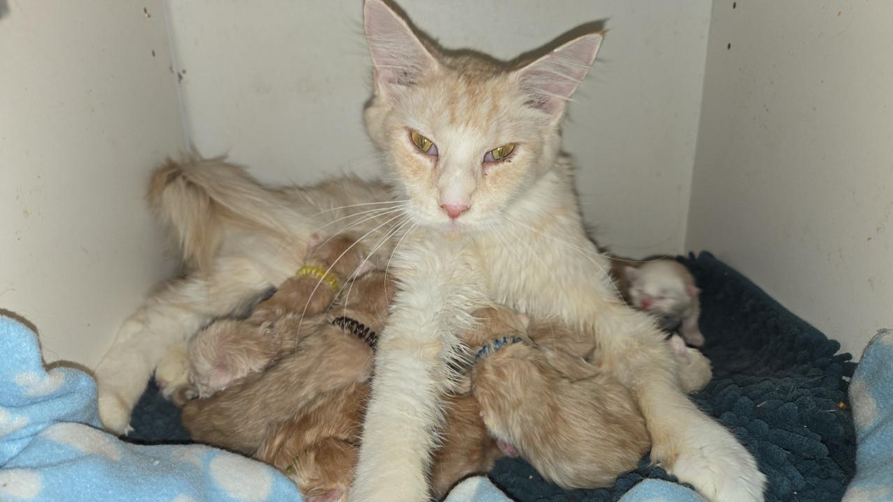 Maine coon kittens met stamboom