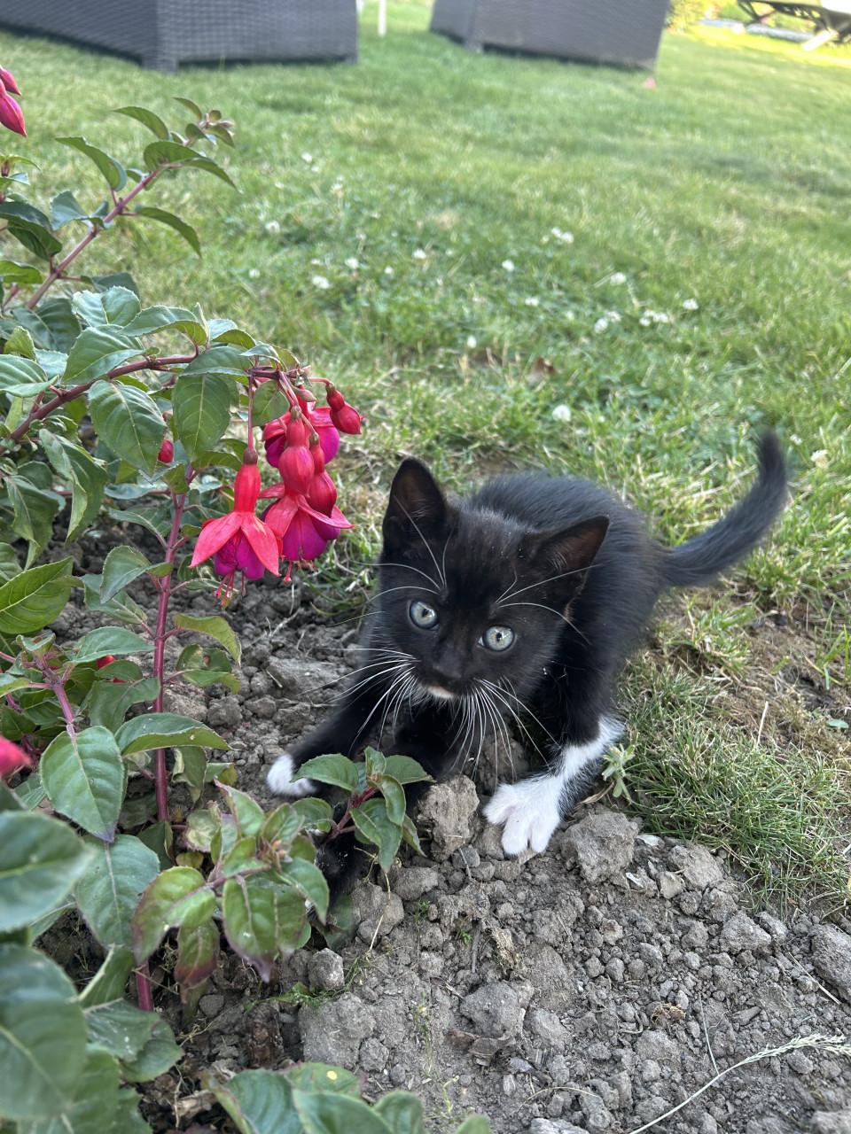 Lieve kittens 😻😻
