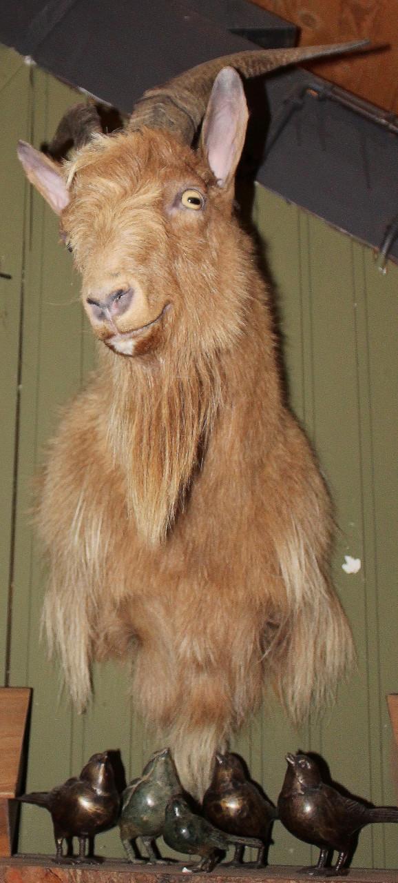 Gijs "de Hollandse geit"