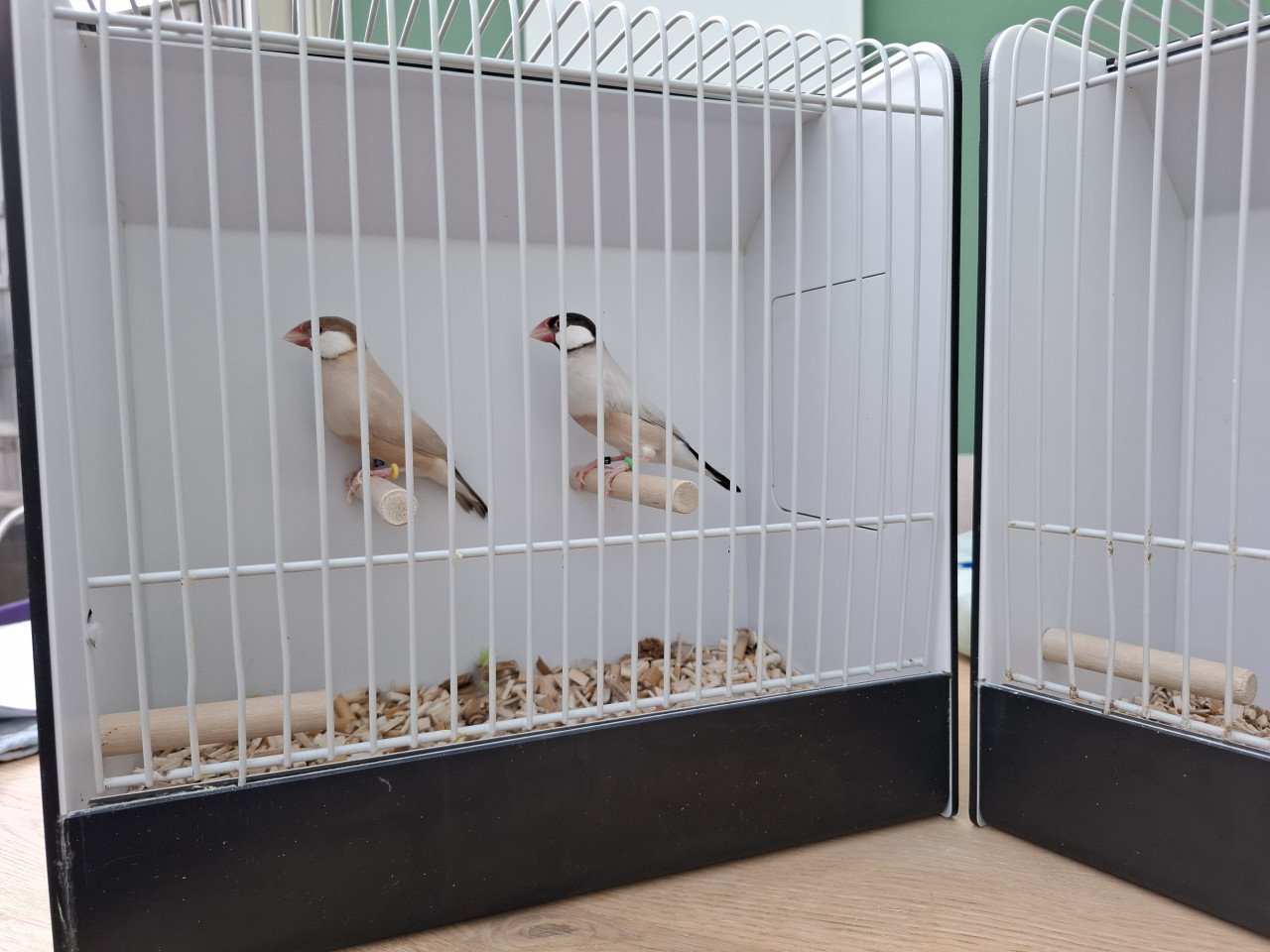 Rijstvogels