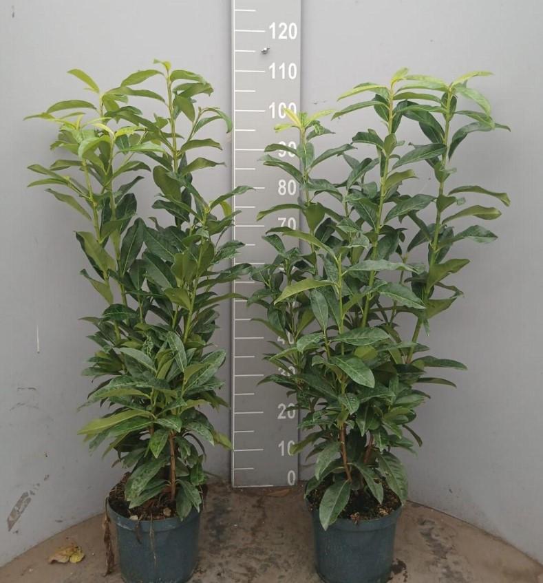 Prunus Genolia - smal opgaande laurierhaagplanten OPRUIMING