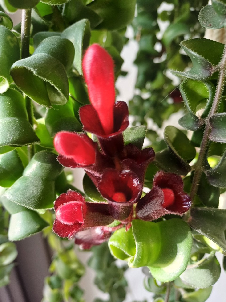 PRACHTIG: 3 gewortelde STEKJES LIPSTICKPLANT, rode bloemen
