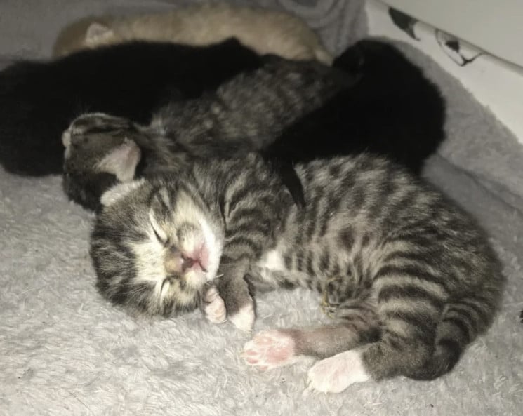 Kittens zoeken gouden mandje!