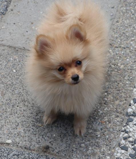 Pomeriaan pups  mogen verhuizen