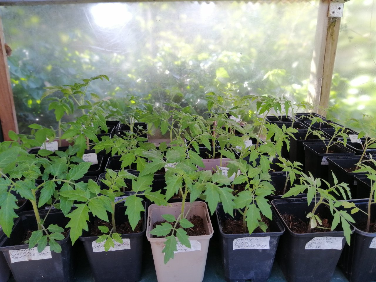 Moestuin plantjes