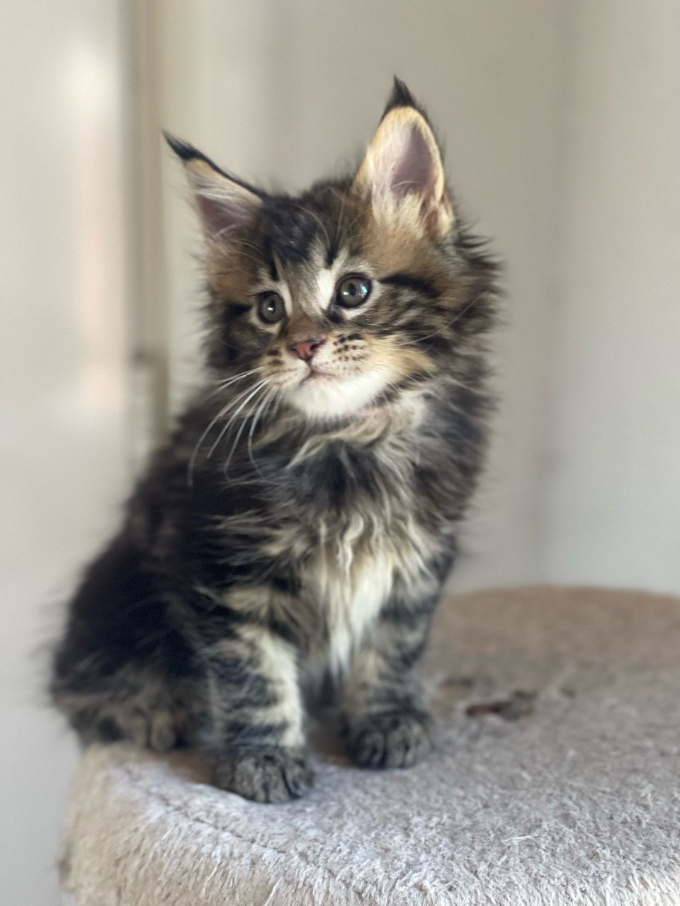Maine Coon xxl kittens