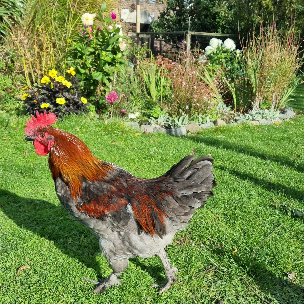 Jonge vriendelijke haan